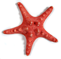 starfish