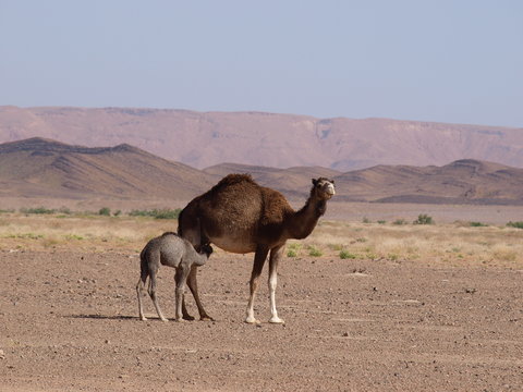 dromadaires au maroc