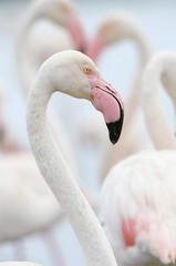 Fototapeta premium Flamingos