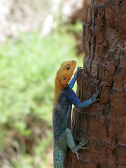 Lucertola gigante africana agama agama