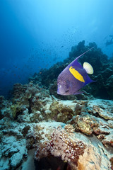 Fototapeta na wymiar yellowbar angelfish