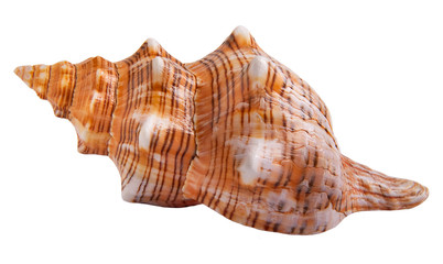Seashell isolated