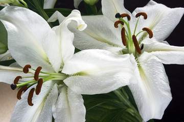 branch of white lilies on black