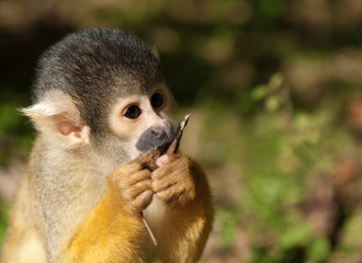 cute squirrel monkey