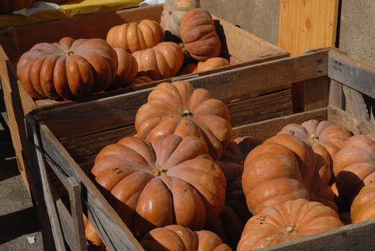 Courges muscades 2