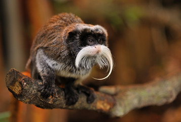 cute emperor tamarin