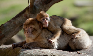 barbary ape and baby