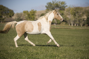 Horse running in field