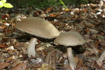 Bolet leccinum