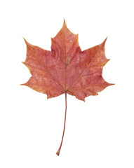 Autumn leaf