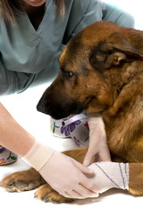 soin d'un chien par le vétérinaire