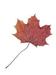 Autumn leaf