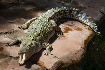 Crocodile Mouth Open