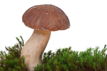 Fungo Porcino (Boletus Edulis)