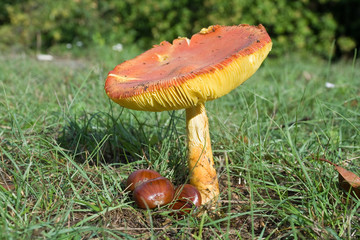 ovolo (Amanita Caesarea)
