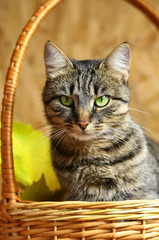 Fototapeta na wymiar Cat with green eyes.