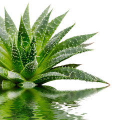 Aloe