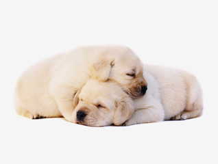 Two sleeping puppies.