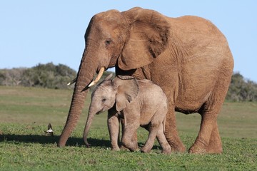 African Elephant Baby and Mom