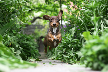 Running Dachshund