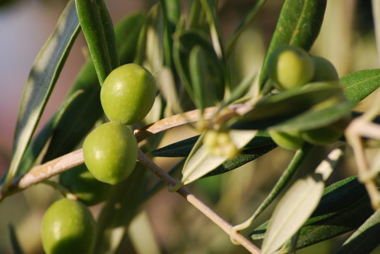 olives 3