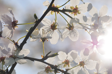 Fruit tree in bloom.