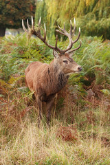 Majestic Stag Wild Red Deer