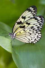 Papilio demoleus