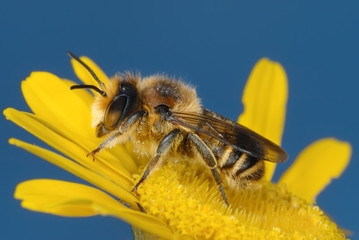 Yellow and blue