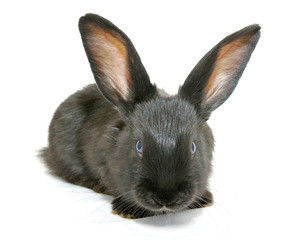 rabbit isolated
