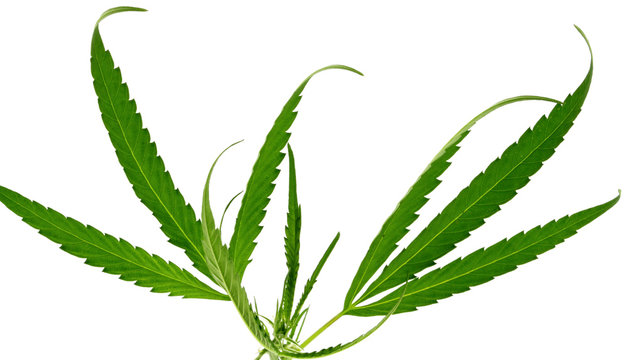 feuilles cannabis