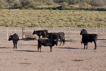 tori della Camargue