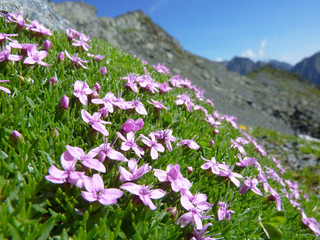 kalk-polsternelke/Silena acaulis