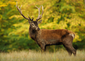 Red Deer male