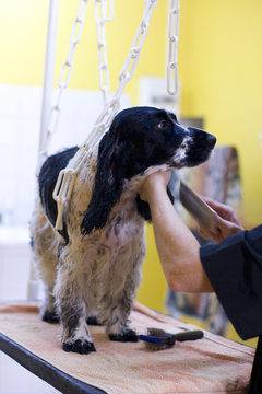 toilettage pour chien