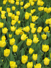 Obraz premium Tulips