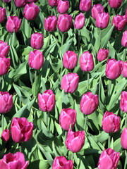 Obraz premium Tulips