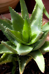 Aloe