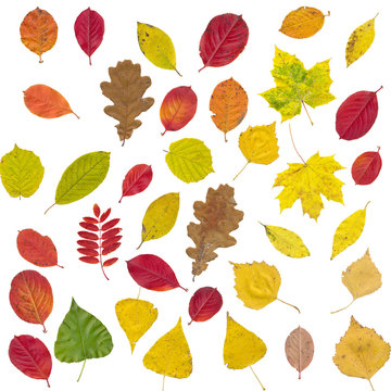 Set of different autumnal leaves