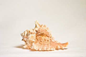 shell