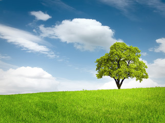 Fototapeta na wymiar Green tree in a field