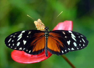 Fototapeta na wymiar Butterfly feeding on colorful flowers