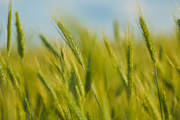 cornfield