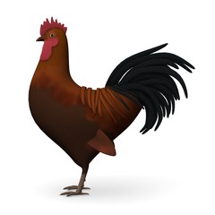 cock