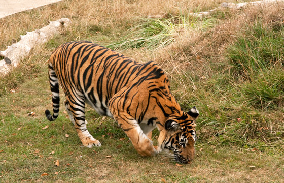 Tiger prowling, nose to the ground