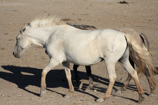 cavalli bianchi della Camargue