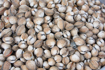 Shells