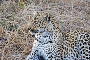 Leopard sitting int he grass