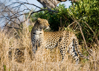 Leopard watching for its prey