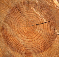 Naklejka premium wood rings